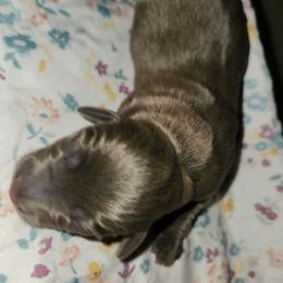 Stormy - Gray (blue) female Dachshund puppy in Altamonte Springs, Florida from Happy Tails Dachshunds