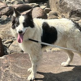 Mia - Black and white female Border Collie puppy in Chattanooga, Tennessee from Ross Vegas Kennels