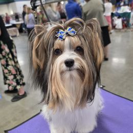 Xane - Biewer Terrier