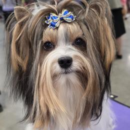 Xane - Biewer Terrier