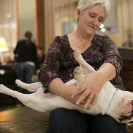 French Bulldogs from Chitawee French Bulldogs