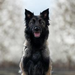 Belgian Tervuren from Ikonic Working Belgians