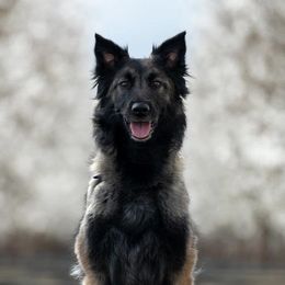 Belgian Tervuren from Ikonic Working Belgians