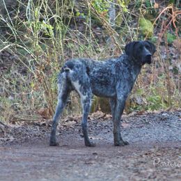 Cash - German Shorthaired Pointer