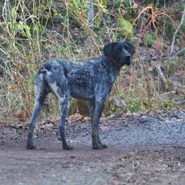 Cash - German Shorthaired Pointer