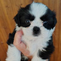 Justice - now Cali - Black and white female Shih Tzu puppy in Palmyra, New York from Karen's Tzus of Palmyra-Macedon