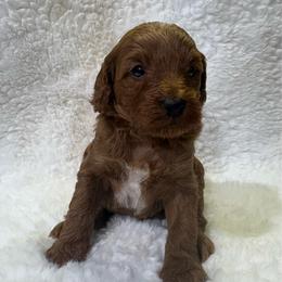 Tucker - Parti male Goldendoodle puppy in Wever, Iowa from JK Royal Lines