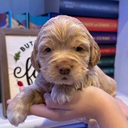 Larry - Cream male Cockapoo puppy in Liberty, Kentucky from Kentucky Cockapoos
