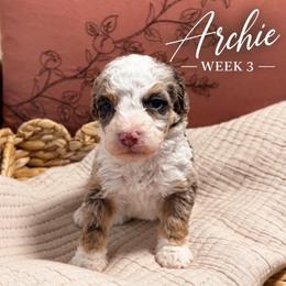 Archie - Chocolate merle male Bernedoodle puppy in Burbank, Ohio from Berns & Doodles