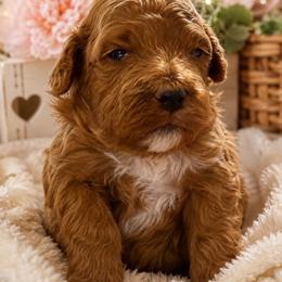 Purple - Red female Cavapoo puppy in South Jordan, Utah from Diamond Companions