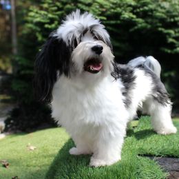 Mateo - Havanese