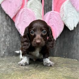 Nader - Boy 3 - Piebald male Dachshund puppy in Corbin, Kentucky from Steele Half Acre Homestead
