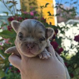 Vermeer - Merle male Chihuahua puppy in Silver Summit, Utah from Snow Peak Kennel