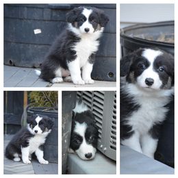 Girl 2 - Border Collie puppy in Huntersville, North Carolina from Millie’s Border Collie