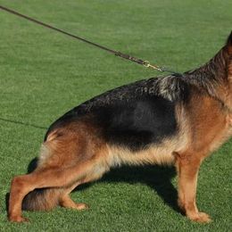 German Shepherd Puppies from Von Rechtschaffenheit School of Dog Training