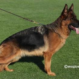 German Shepherd Puppies from Von Rechtschaffenheit School of Dog Training
