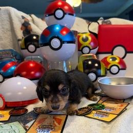 Umbreon - Black and cream male Dachshund puppy in Hudson, Michigan from Mittentail Kennel Miniature Dachshunds & Australian Shepherds