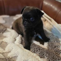 Bazooka Joe - Black male Brussels Griffon puppy in Fallbrook, California from Waski