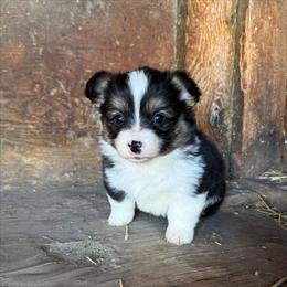 Stormy - Black and tan female Pembroke Welsh Corgi puppy in Chubbuck, Idaho from Sunny J Corgis and Mini Americans