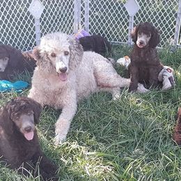 Dachshunds and Poodles from Paragon Puppies