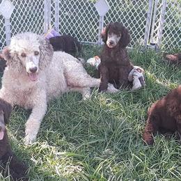 Dachshunds and Poodles from Paragon Puppies