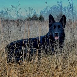 German Shepherds from Dragonstone Kennels