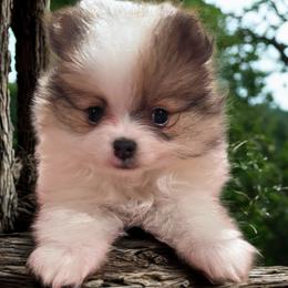 Legacy girl - Red parti female Pomeranian puppy in Weatherford, Texas from COCO'S POMS AND FRENCHIES