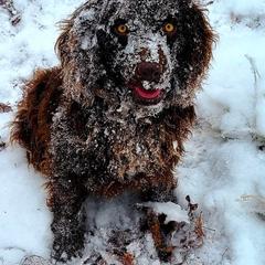 Boykin Spaniel All Grown Up from Cavern Kennels