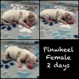 Pinwheel - Parti female Poodle puppy in Grass Valley, California from Sapphire Ridge Poodles