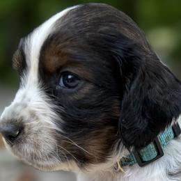 11 Teal blue collar Chrissy - Black white and tan female English Springer Spaniel puppy in Comer, Georgia from Stratton Spaniels
