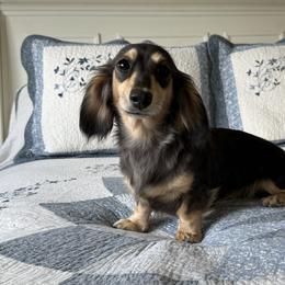 Piper - Dachshund
