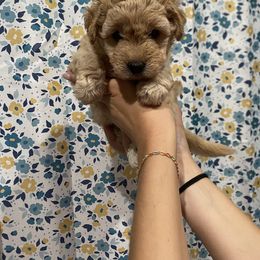 Purple-Mini - Cream female Goldendoodle puppy in Millville, New Jersey from Michelle's Doodles