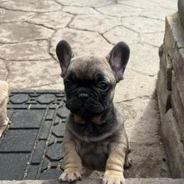 Griz from OFA'd Parents - Fawn male French Bulldog puppy in Billings, Montana from Yellowstone Frenchies