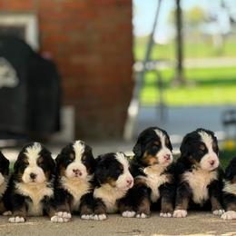 Boy 1 - Black rust and white male Bernese Mountain Dog puppy in New Haven, Indiana from Milan Berners