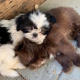 Shih Tzus from Case Inlet Shih Tzu