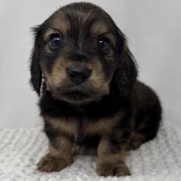 Ozzy - Cream male Dachshund puppy in Pulaski, Tennessee from Billboard Doxies