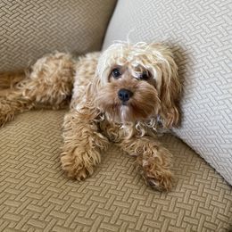 Caia - Cavapoo