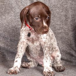 Xina - White and liver female German Shorthaired Pointer puppy in Ashford, Alabama from Gosha & Nusha Kennel