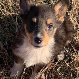 Pembroke Welsh Corgis from 7 M Corgis
