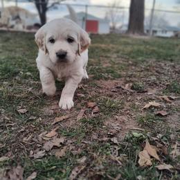 Arlo - Light golden male Golden Retriever puppy in Seymour, Missouri from High Road Golden Retrievers