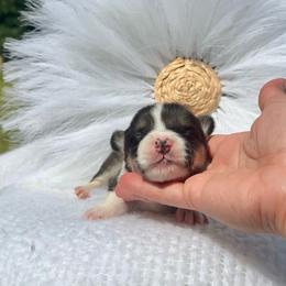 Bear - Black and white male American Corgi puppy in Florida from Sunrise Corgis