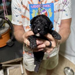 Girl 2 - Black female Portuguese Water Dog puppy in California from Lukos Portuguese Water Dogs