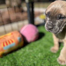 Cane Corso and Lowchen Puppies from High Royal Kennel