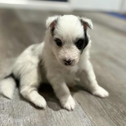 Joffrey - Blue merle and white male Shetland Sheepdog puppy in La Porte City, Iowa from Kyrie Shetland Sheepdogs