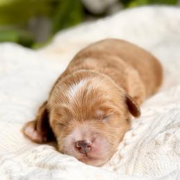 Hank - Red  male Goldendoodle puppy in Queen Creek, Arizona from Goldendoodle AZ