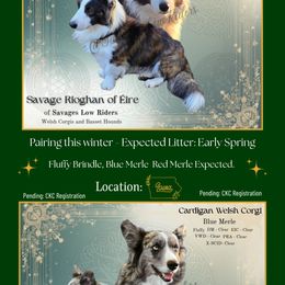 Cardigan Welsh Corgi puppies from Savages Low riders
