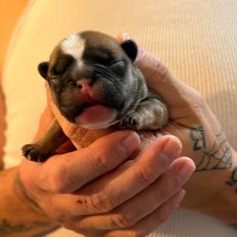 TBD - Fawn male French Bulldog puppy in Spanaway, Washington from Frog Faced Frenchies