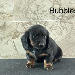 Dachshund Puppies from Bedrock Dachshunds