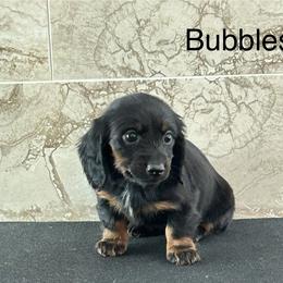 Dachshund Puppies from Bedrock Dachshunds