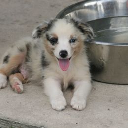 Miniature Australian Shepherds and Toy Australian Shepherds from Wellington Ranch Aussies